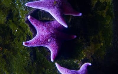Beneath the Waves