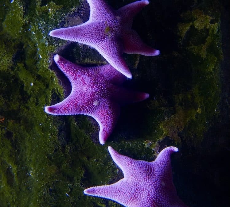 Beneath the Waves