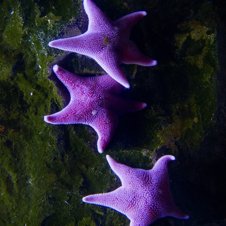 Purple starfish under the sea