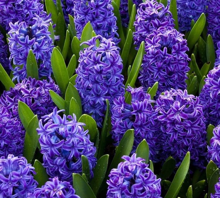 The Sweet Scent of Spring