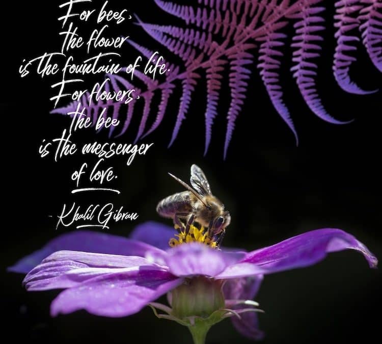 For Bees