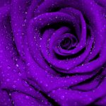 Deep Purple Rose w mist