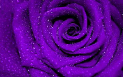 The Mystical Enchantment of Purple Roses