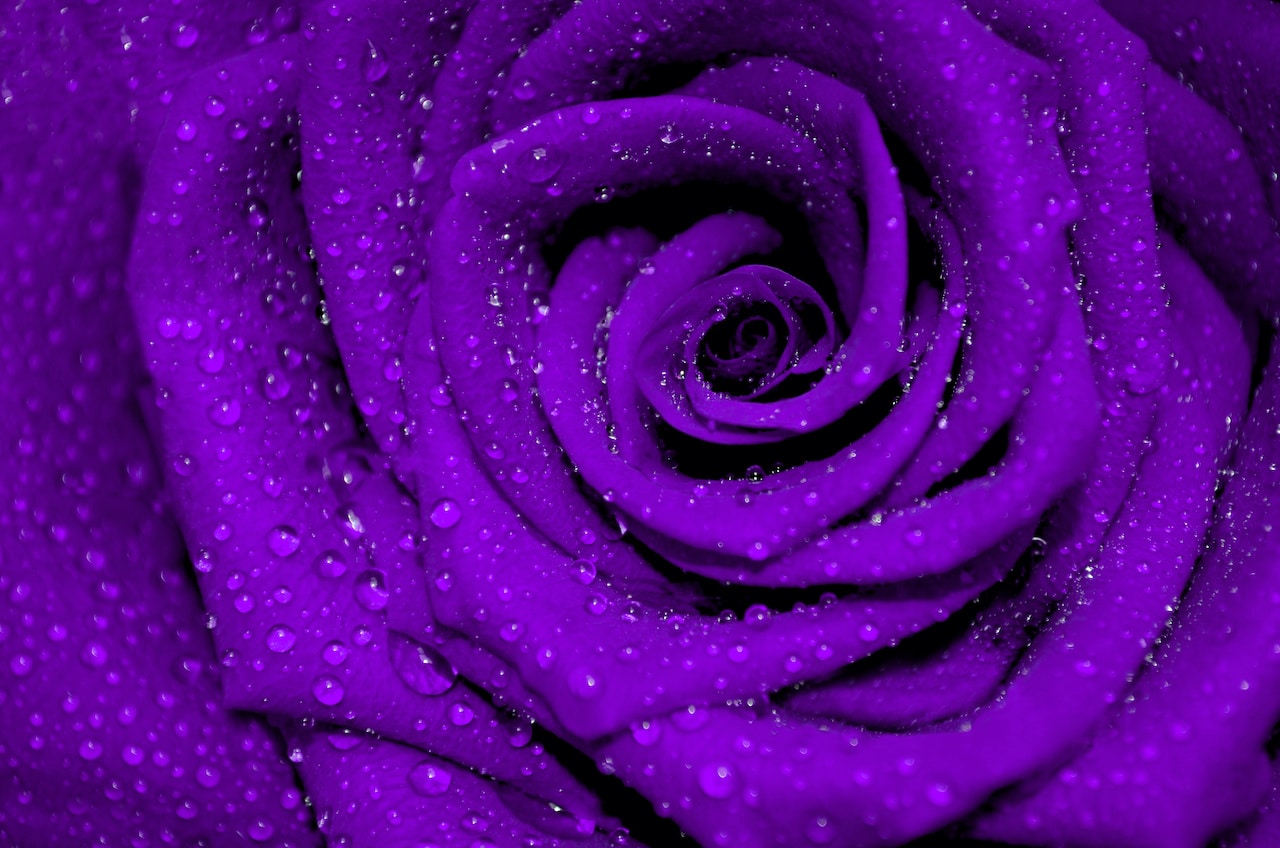 Deep Purple Rose w mist