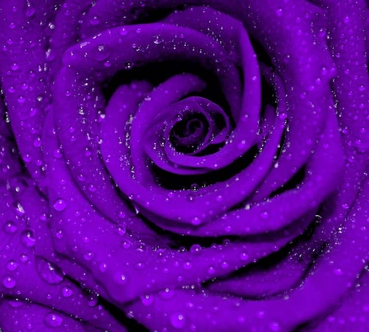 The Mystical Enchantment of Purple Roses