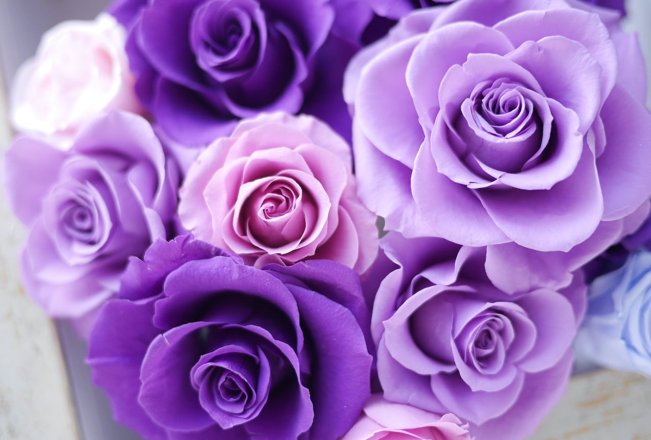 Shades of Purple Roses