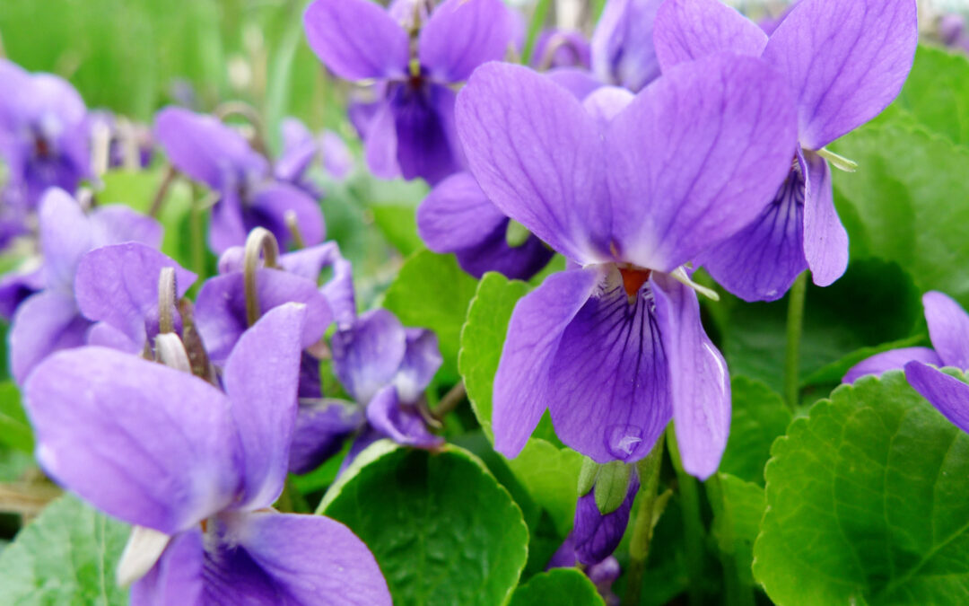 The Symbology of Violets