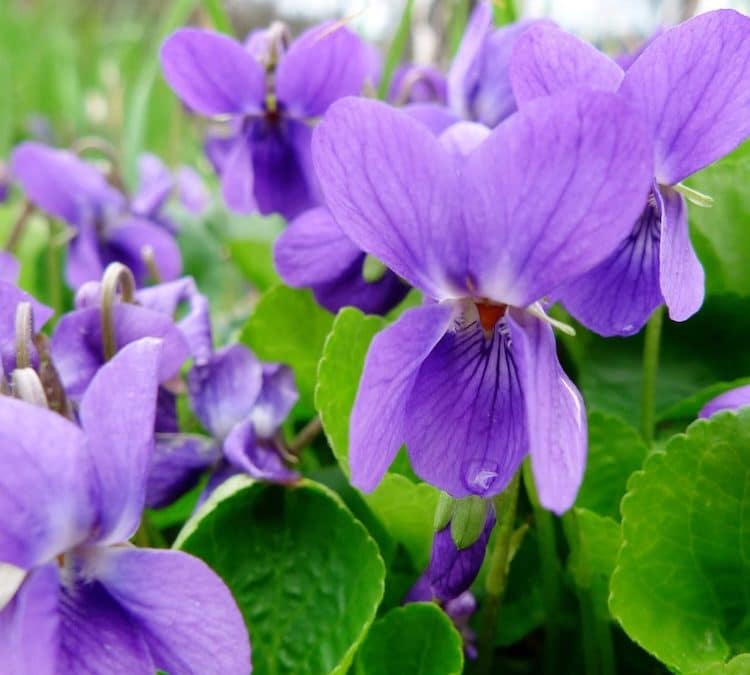 The Symbology of Violets