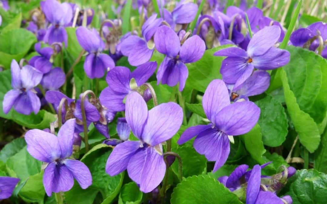 The Symbology of Violets