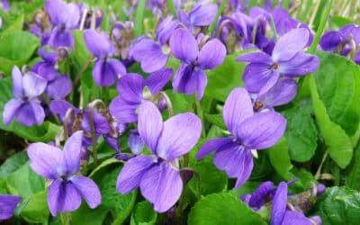The Symbology of Violets