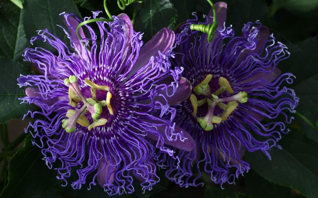 The Passionflower – A Cosmic Vision that Blooms
