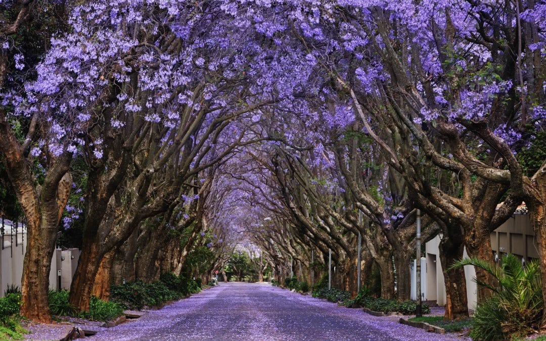 The Jacaranda – A Tree That Paints the City Purple