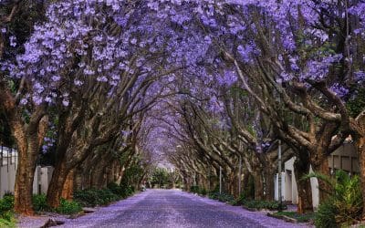 The Jacaranda – A Tree That Paints the City Purple