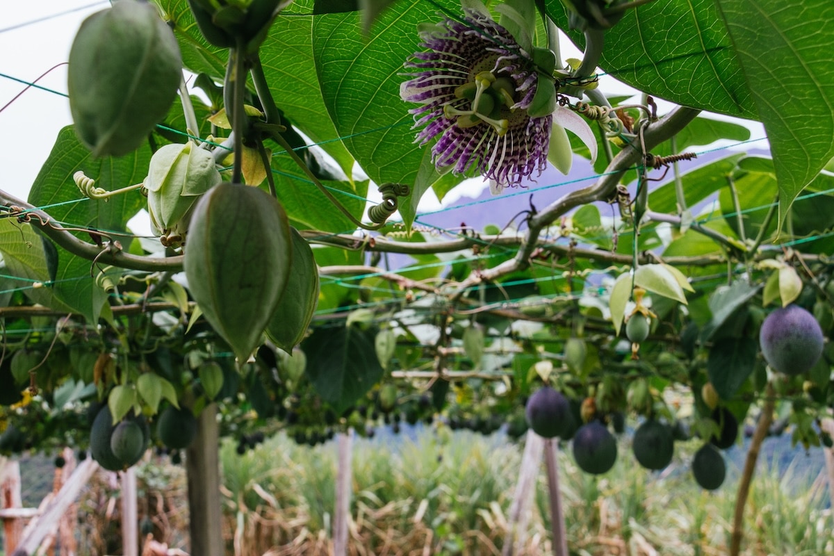 granadilla, passiflora crops, fruits hanging from the trellis, still green fruit